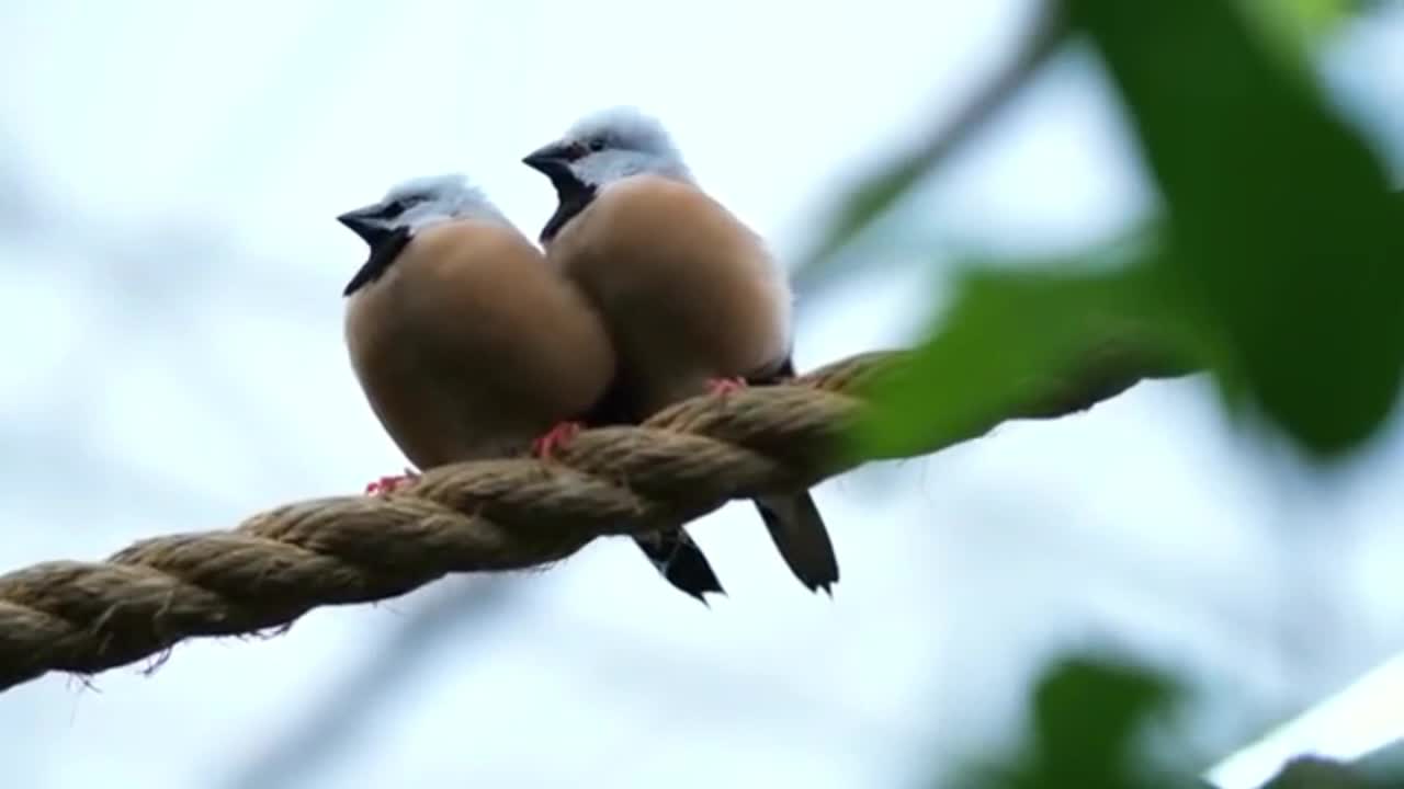Beautiful Relaxing Music - Peaceful Piano Music, Soothing Music, Positive Music, Study Music