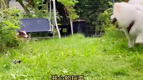 Funniest Cats And Dogs Videos 😂 - Best Funny Animal Videos Of The 2023 🤣