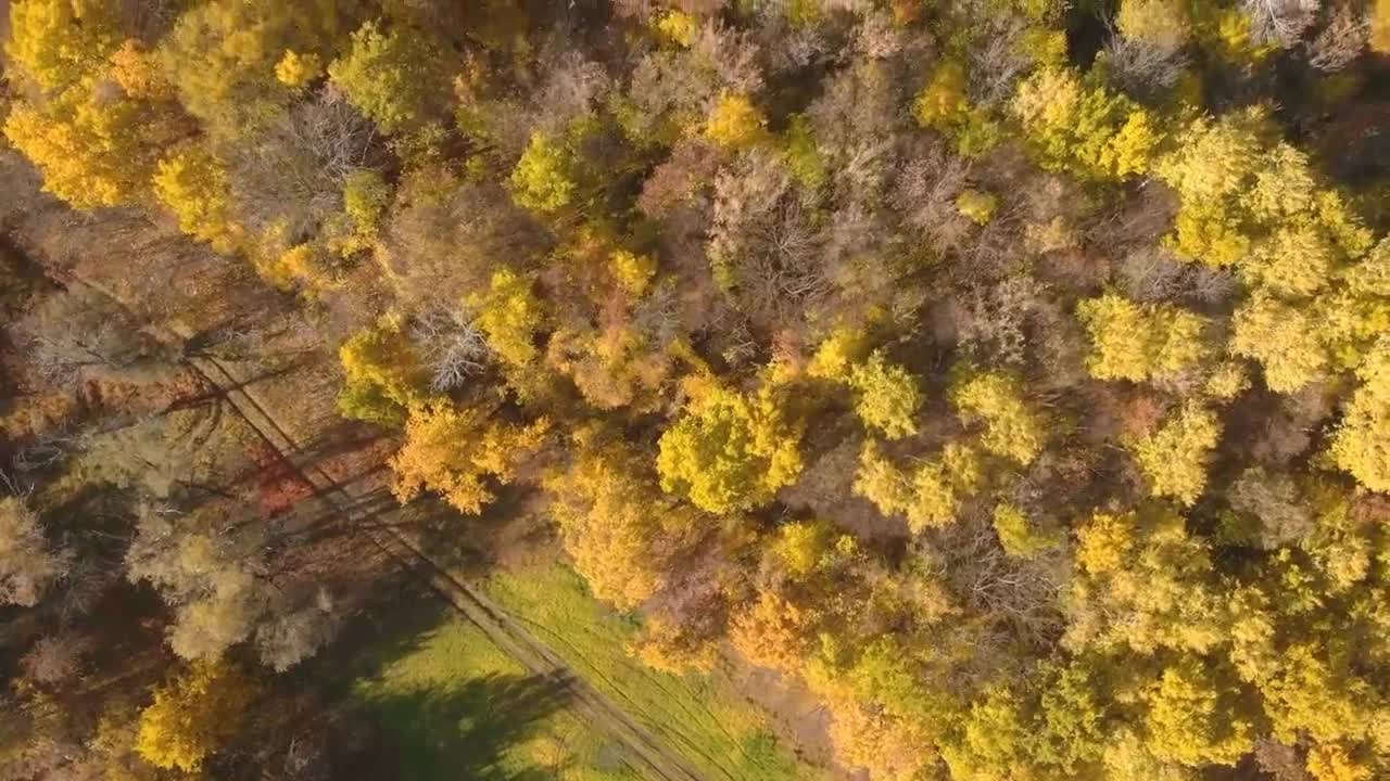 Enchanting Autumn Forests with Beautiful Piano Music