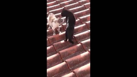 Funny animals - Funny cats / dogs - Funny animal videos 2023