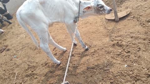 A baby cow