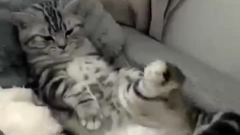 funny cat