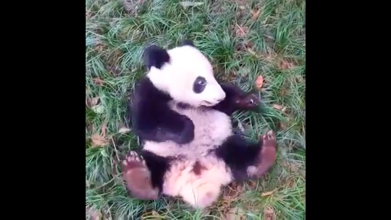 Cute and Funny Panda Videos part 2