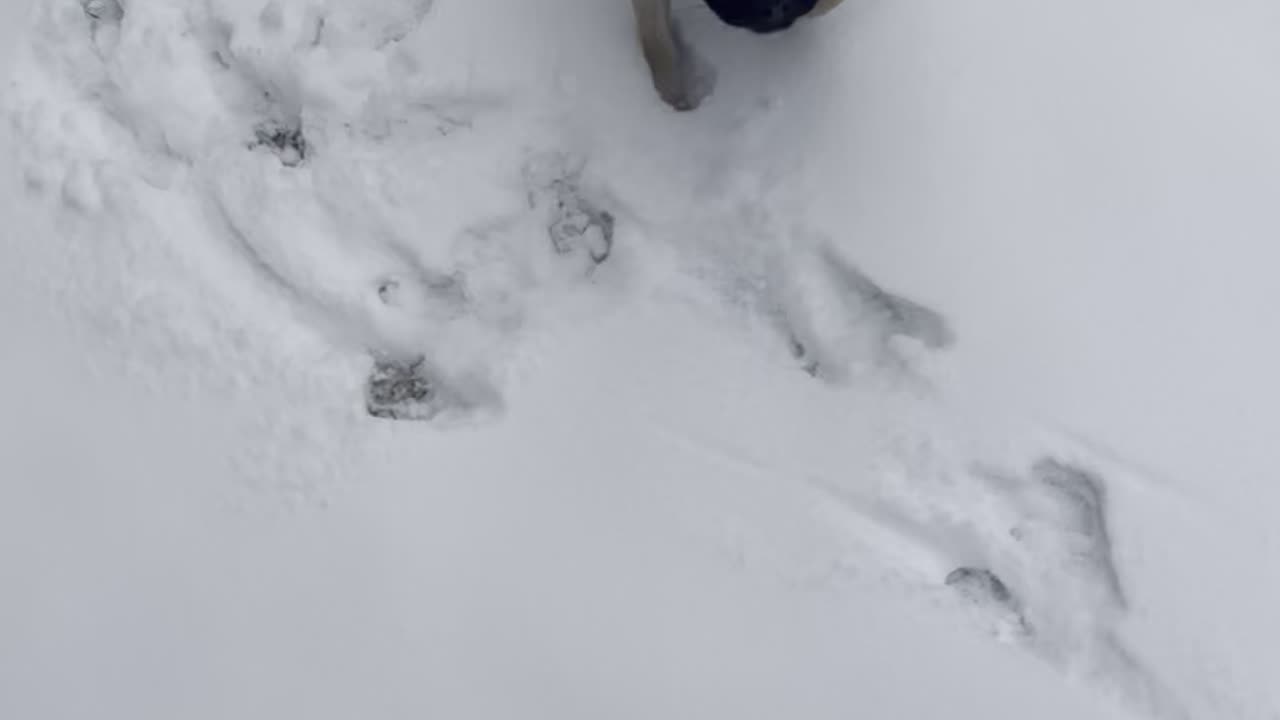 My pug exploring the snowy backyard.