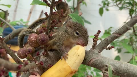 Cute Animals For When You are Stressed - Best Of The 2022 Cutest Animal Video