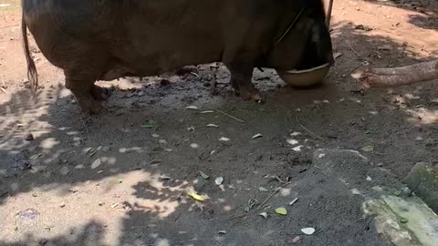 Pets