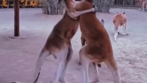 Kangaroo fighting