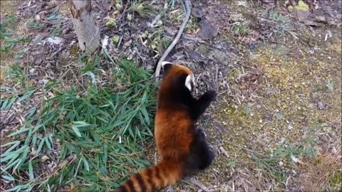 Most Adorable Red Panda - CUTEST Compilation