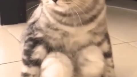 Funny cat