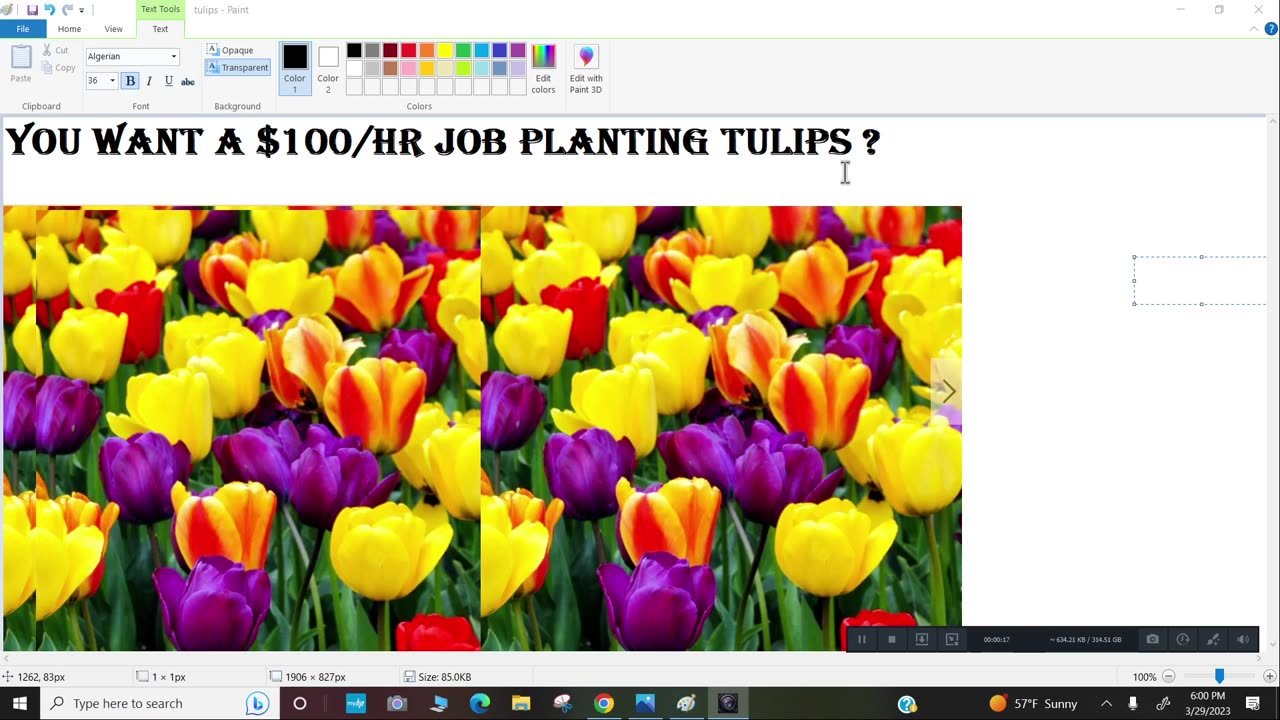 Do you want a job that pays 100 bucks an hour planting tulips ?