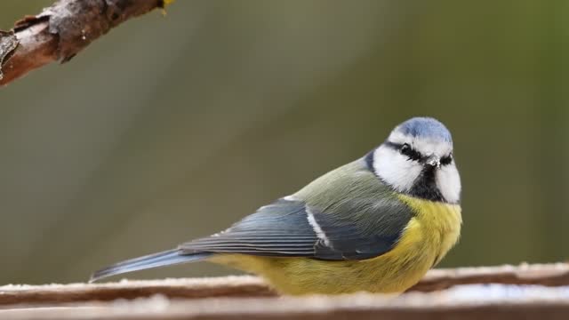 Blue tit birds and manger nature forest