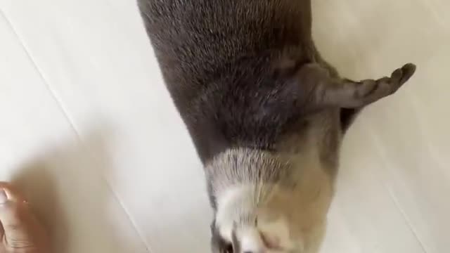 Otter funny