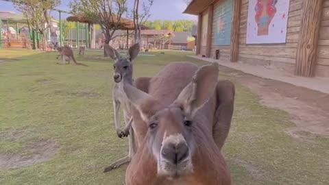 The kangaroo