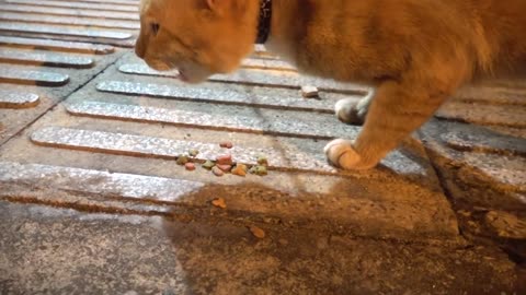Funny animal ever