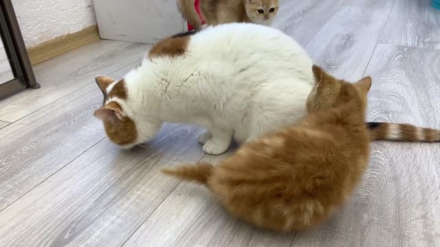 Kitten Meow is lost and asks another mother cat to adopt him