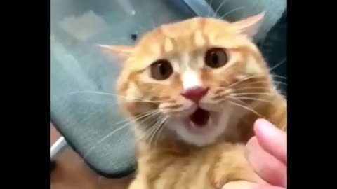 Funniest Cats and Dogs 🤣 Funny Animal VIdeos 2023 🐶😸