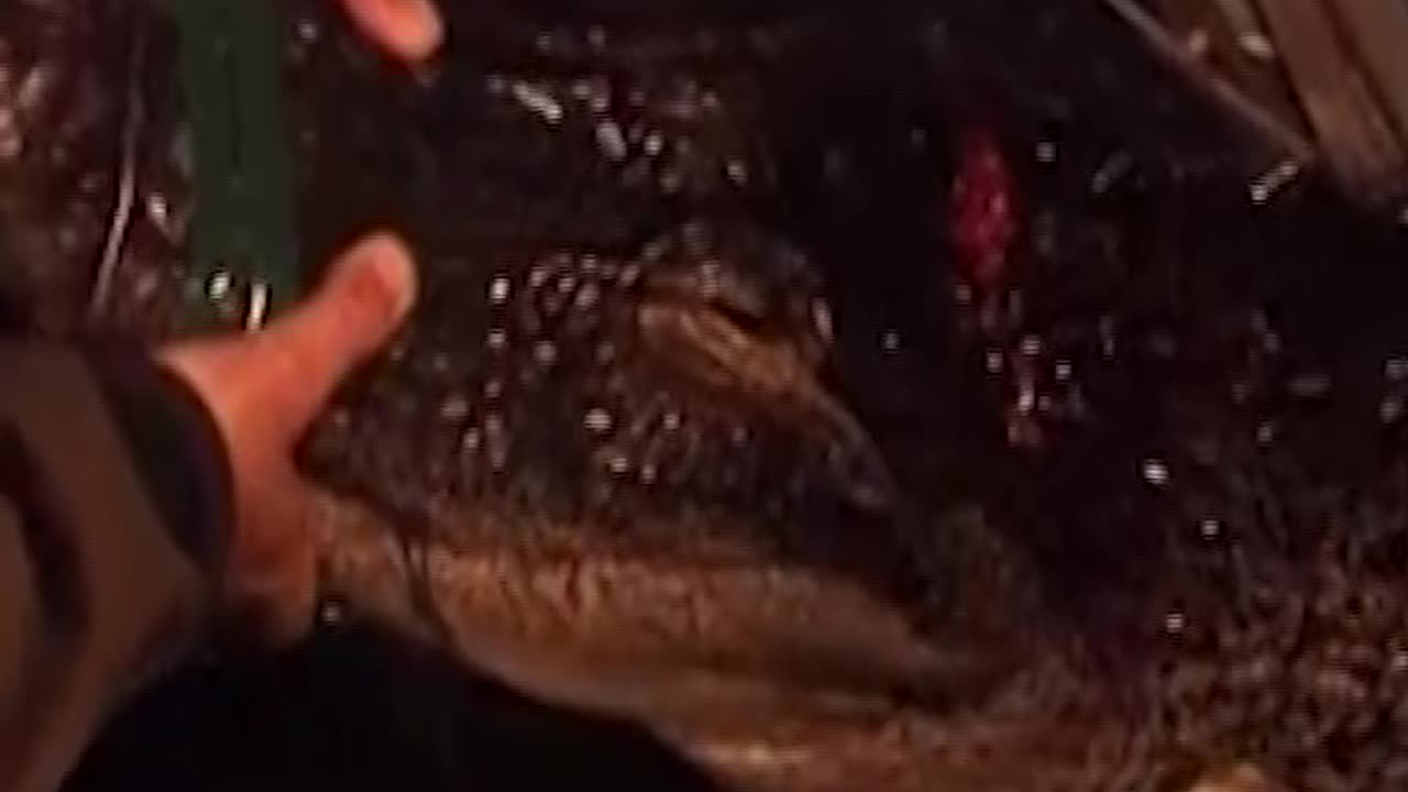 You Want Me To Bang Stick Em? #hunting #alligator #night #bowhunting #bang #stick