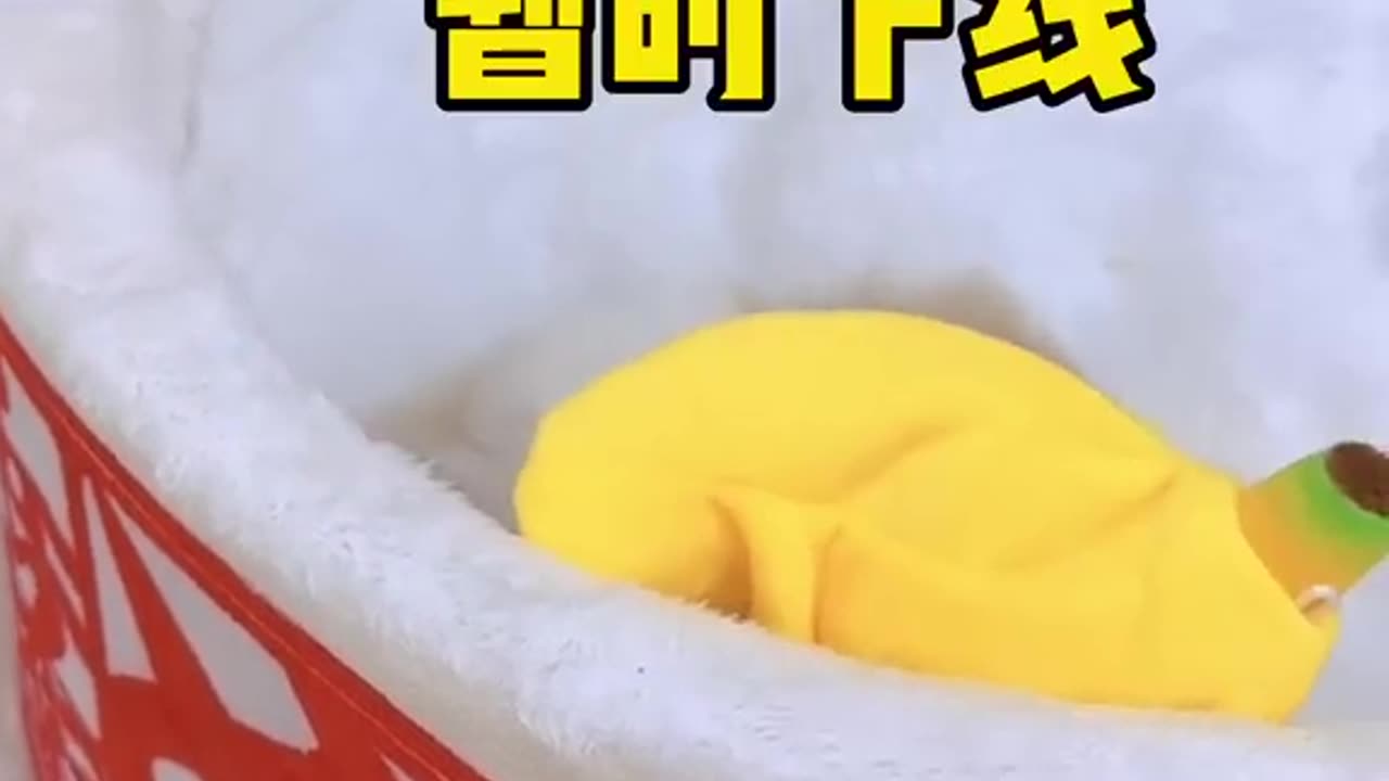 【小奶貓成長記】誰不想擁有一隻香蕉小貓呢 #獨生子的日常