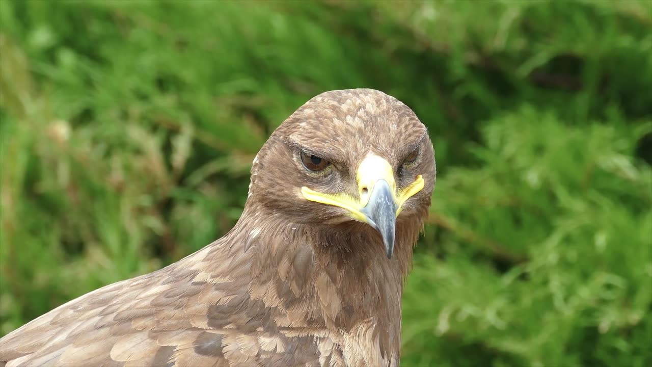 The Beauty of Birds in 8K VIDEO ULTRA HD 60FPS HDR