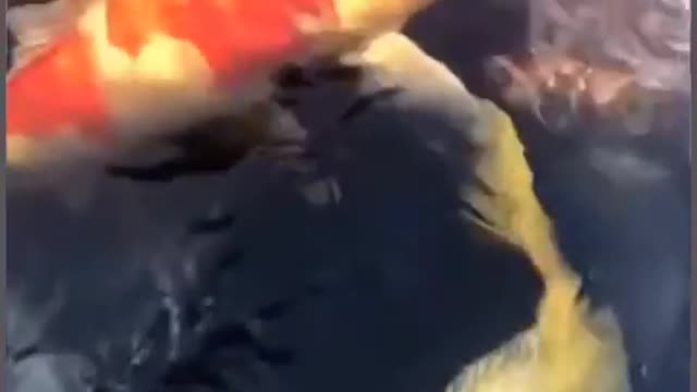 Fish eating