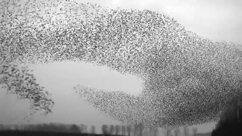 birds arrange incredible dances in the sky