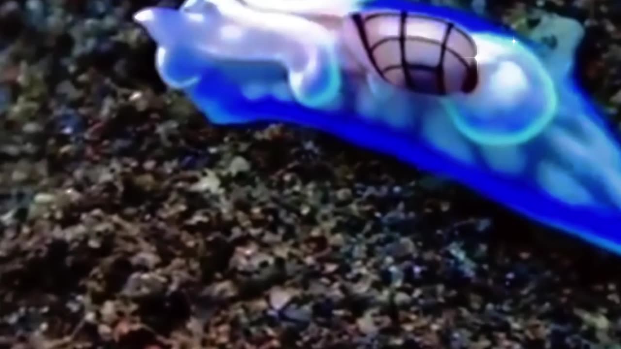 Sea Slug Care Guide in Under A Minute