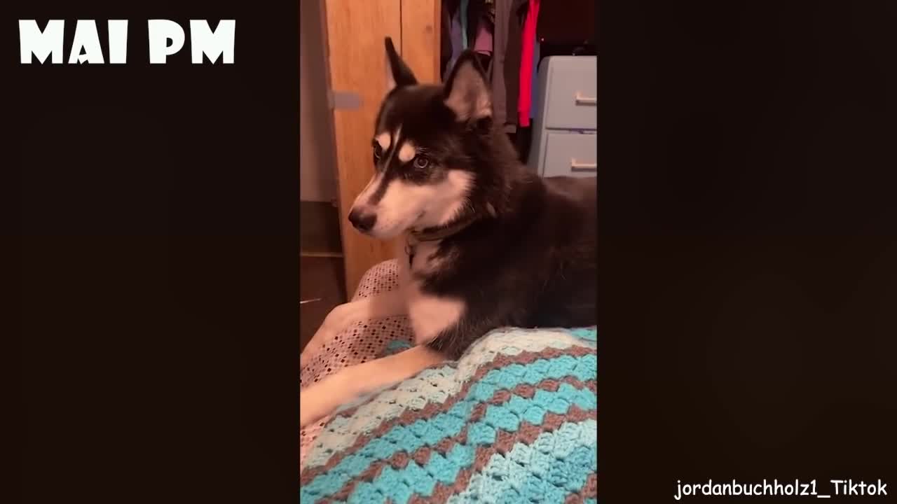 Ultimate Husky Compilation || Funny husky