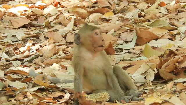 Funny animals# Baby monkey ! Adorable baby monkeys playing togethe