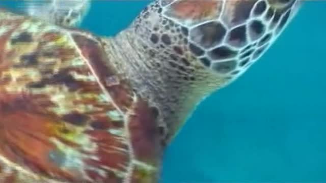 The fastest turtles can sail at a speed of 35 km per hour