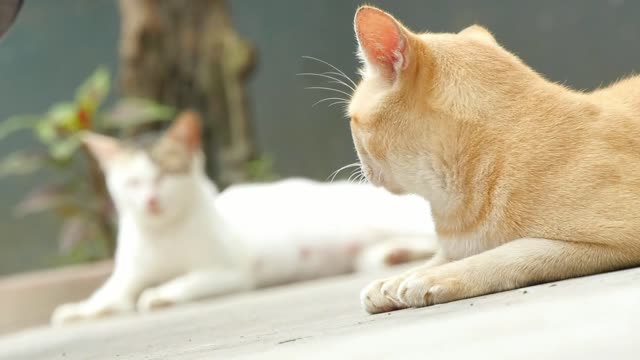 two cats sit on the floor 2021