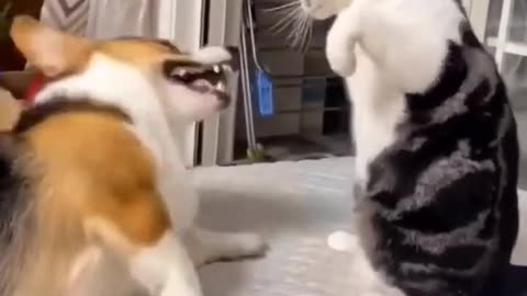 Funny animal video 😂