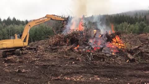 Bison field land clearing