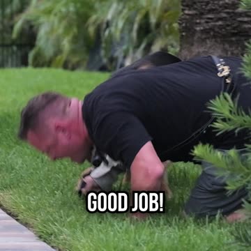 Taking a Bite From a German Shepherd Protection Dog