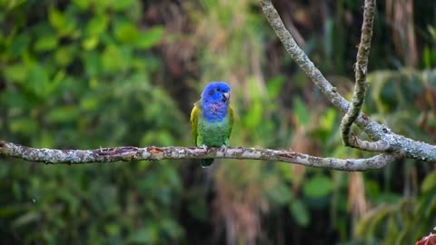 Beautiful bird ASMR