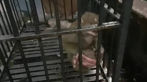 Small money playing in a cage