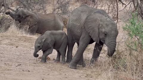 Baby Elephant in Africa