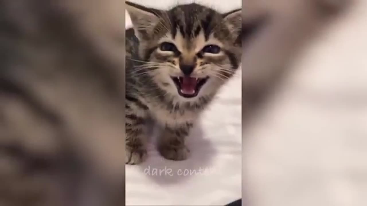 Funny animals videos 😂