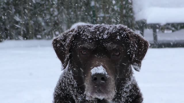 dog in the snow