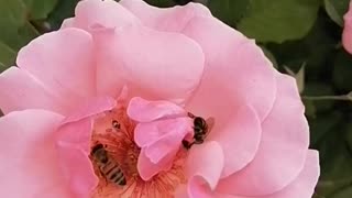 Feed the bees on the roses,