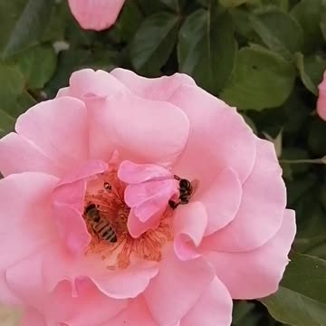 Feed the bees on the roses,