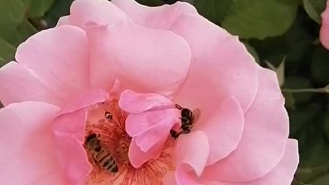 Feed the bees on the roses,