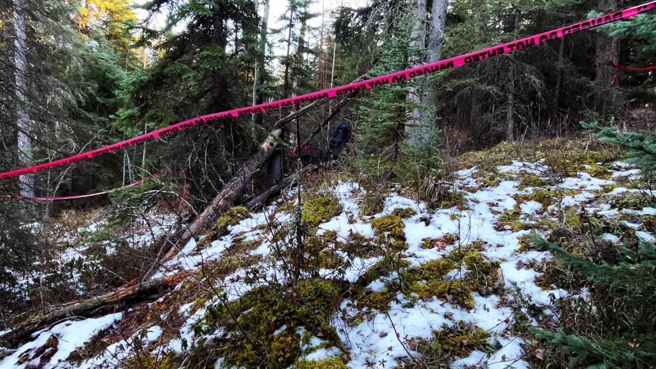 Mountain Beast Returns To Shelter Site Weeks Later After Cops Investigate Human Remains ( Video