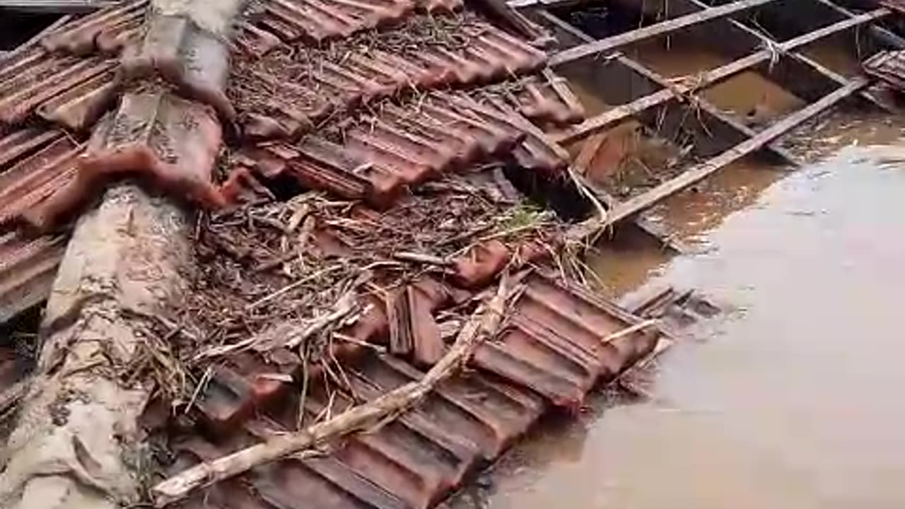 Pigs on the roof - flood in Muçum, Brazil