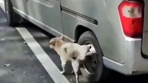 Funny Dog Video