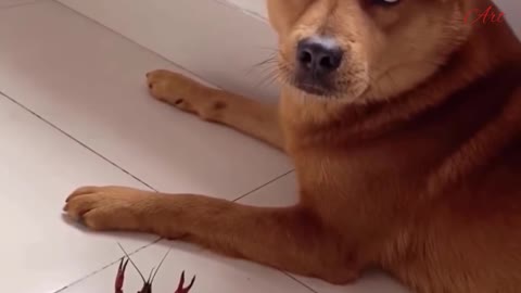 Cute dog- funny video