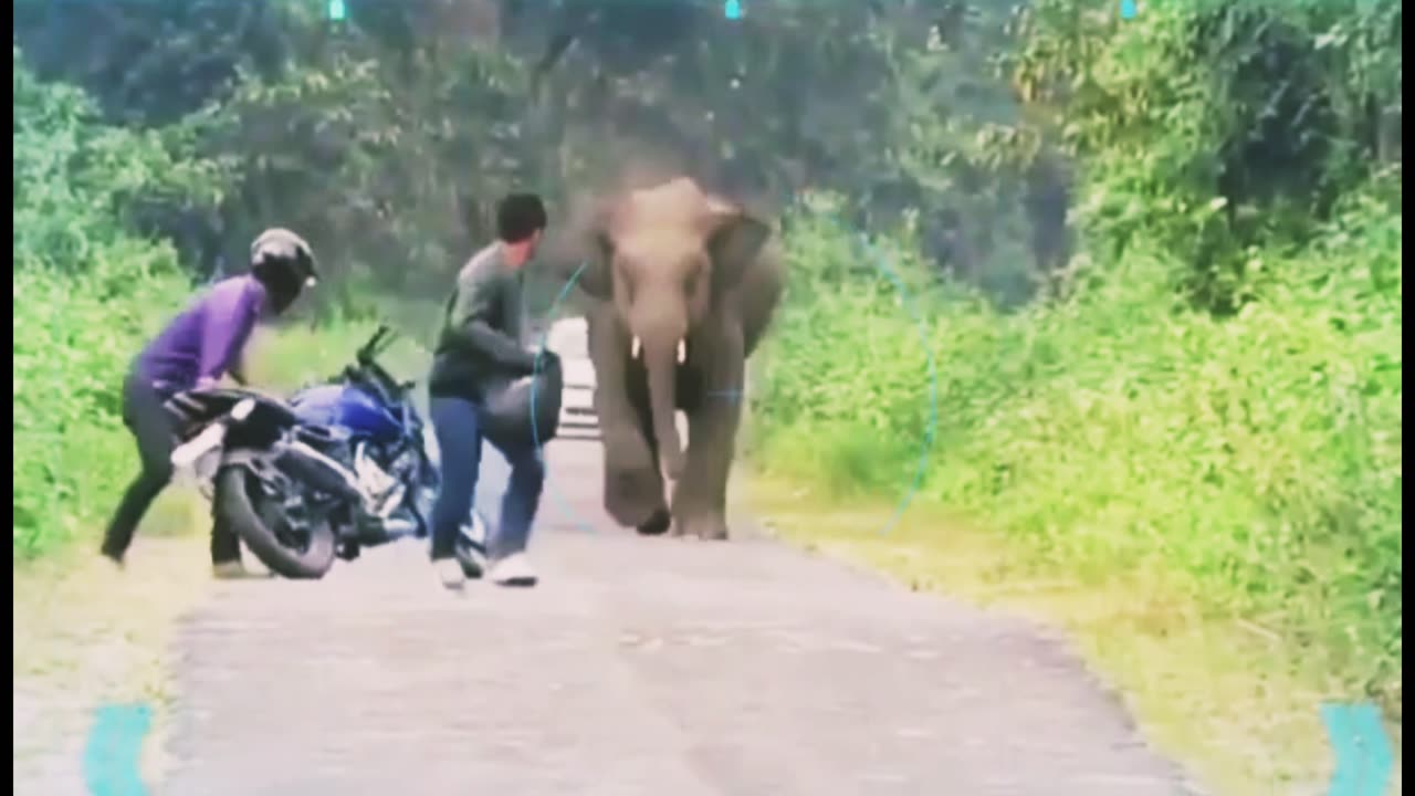 Man Vs Wild Elephants Viral Funny Videos _ #viral #funny #shorts