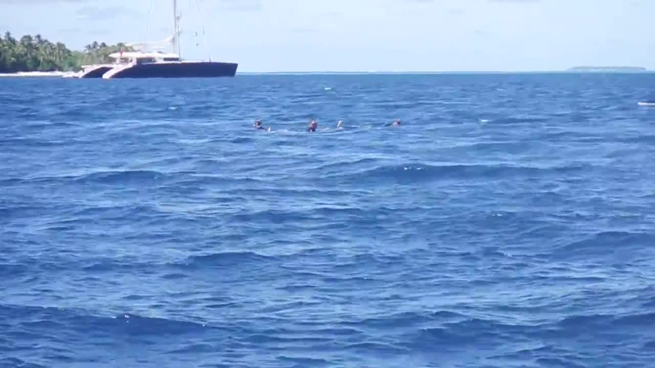 Ballena Jorobada nada y salpica cerca de espectadores