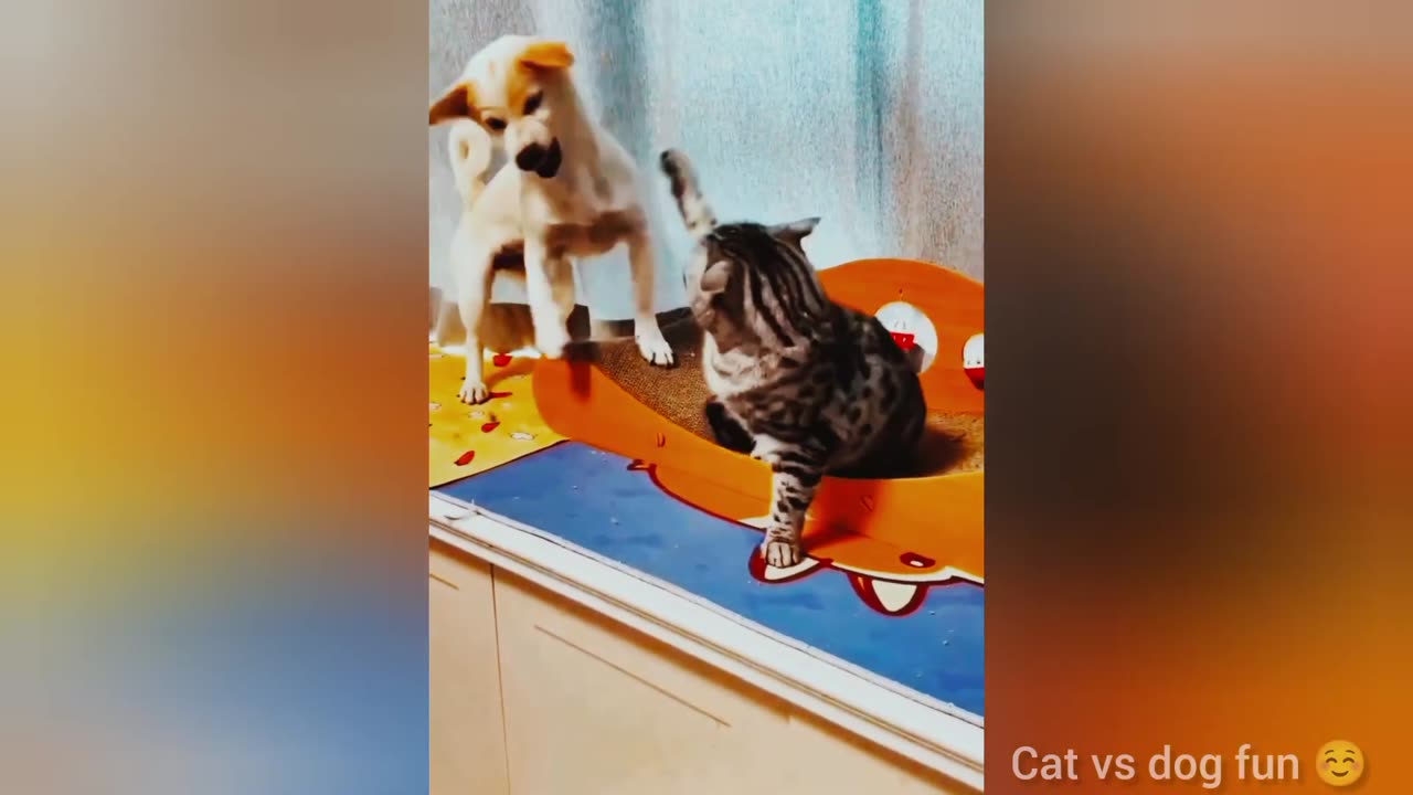 Funny animal video 2024