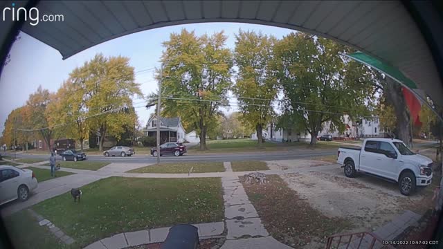 Dogs Make a Mad Dash for Delivery Treats