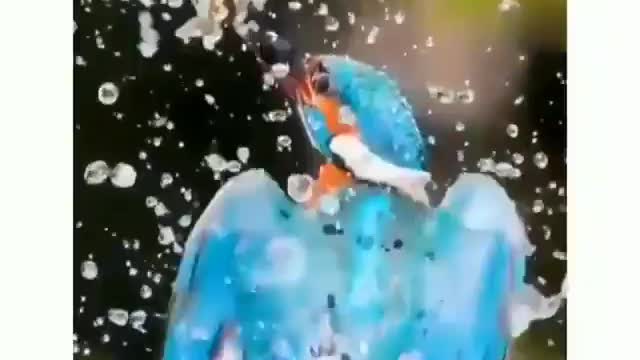 This is a beautiful and charming water-dwelling species